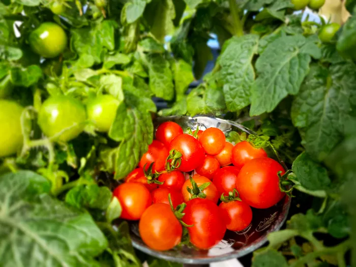 Balcony Vegetable Gardening for Absolute Beginners: Essentials